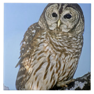 Carreau En Céramique États-Unis, Colorado. Portrait de hibou moyen-duc 