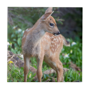 Carreau En Céramique États-Unis, État de Washington. Blacktail Deer Faw