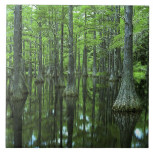 Carreau En Céramique États-Unis, Floride, Forêt nationale d'Apalachicol