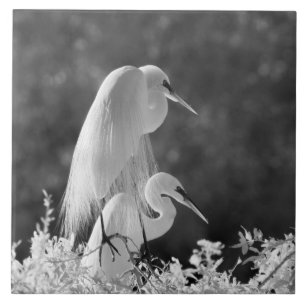 Carreau En Céramique États-Unis, Floride, Grande Aigrette (Ardea alba) 