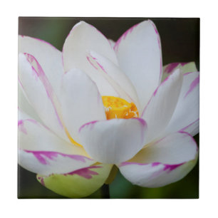 Carreau En Céramique États-Unis, Géorgie, Savannah, fleurs de lotus