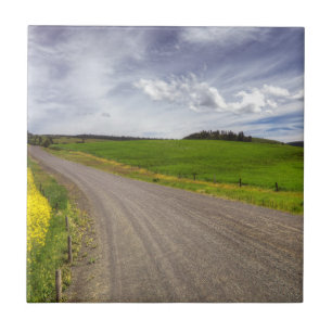 Carreau En Céramique États-Unis, Idaho, comté d'Idaho, champ de canola