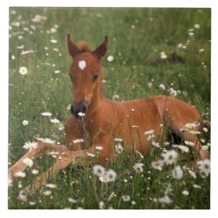 Carreau En Céramique États-Unis, Oregon, Poney arabe.