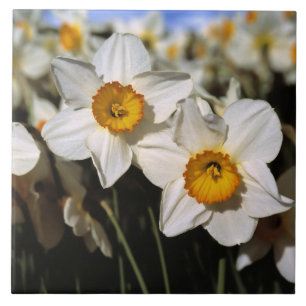 Carreau En Céramique États-Unis, Oregon, Willamette Valley.Daffodiques