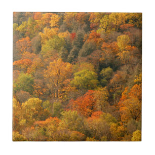 Carreau En Céramique États-Unis, Tennessee. Feuillage d'automne 2