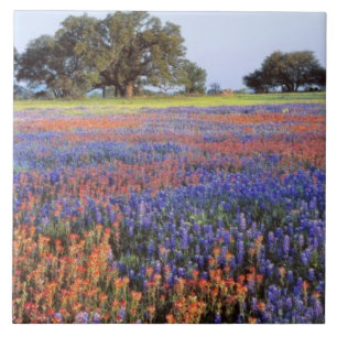 Carreau En Céramique États-Unis, Texas, Llano. Bluebonnets et redbonnet