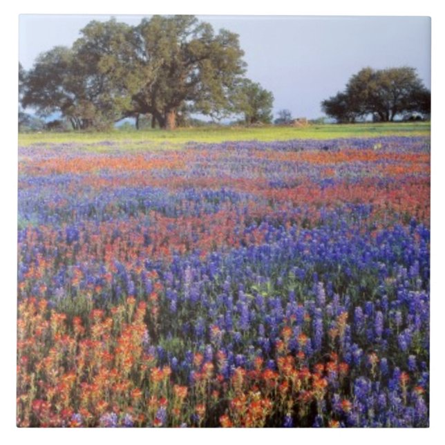 Carreau En Céramique États-Unis, Texas, Llano. Bluebonnets et redbonnet (Devant)
