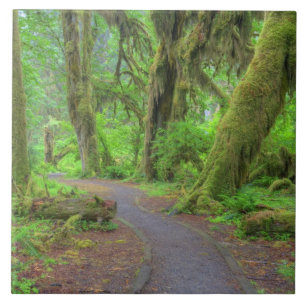 Carreau En Céramique États-Unis, Washington, Parc national Olympique, H