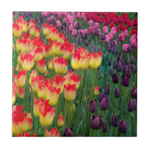 Carreau En Céramique États-Unis, Washington. Tulipes en fleurs 2