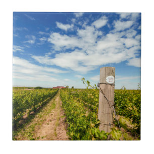 Carreau En Céramique États-Unis, Washington, Walla Walla. Cabernet Sauv