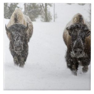 Carreau En Céramique États-Unis, WY, parc national de Yellowstone, Biso