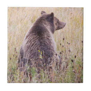 Carreau En Céramique États-Unis, Wyoming, Parc national de Yellowstone,