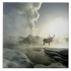 Carreau En Céramique États-Unis, Wyoming, Parc national de Yellowstone.