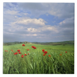 Carreau En Céramique Europe, Toscane, Poggiolo. Coquelicots rouges ondu