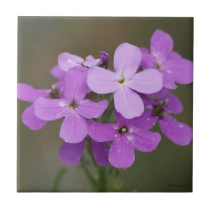 Carreau En Céramique F19 Fleurs sauvages violettes Dames Rocket