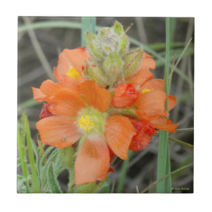 Carreau En Céramique F40 Fleurs sauvages orange Malope à fleurs écarlat
