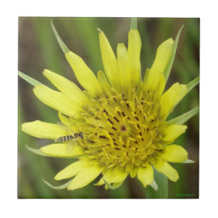 Carreau En Céramique F41 Barbe de chèvre Fleur sauvage jaune