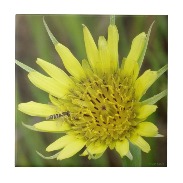 Carreau En Céramique F41 Barbe de chèvre Fleur sauvage jaune (Devant)