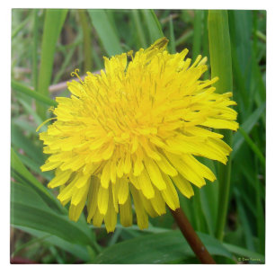 Carreau En Céramique F45 Dandelion "Taraxacum officinale"