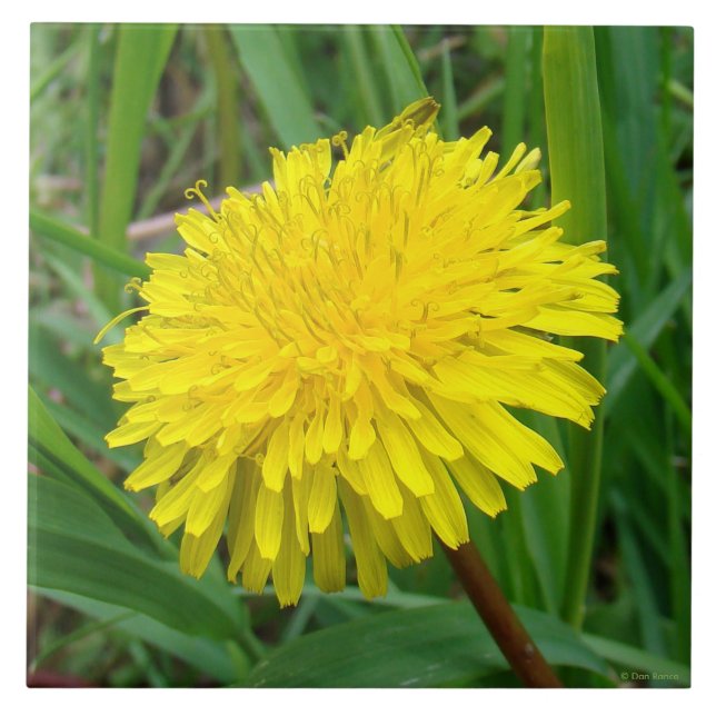 Carreau En Céramique F45 Pissenlit "Taraxacum officinale" (Devant)