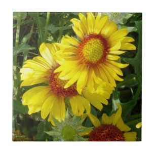 Carreau En Céramique F6 Fleurs sauvages jaunes Gaillardia
