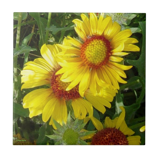 Carreau En Céramique F6 Fleurs sauvages jaunes Gaillardia (Devant)