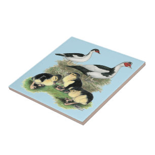 Carreau En Céramique Famille de canards Muscovy à pieds noirs