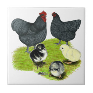 Carreau En Céramique Famille de poules Orpington bleues