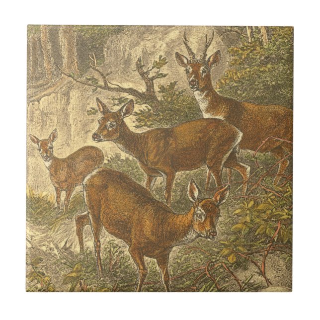 Carreau En Céramique Famille de Roe - Cerfs dans une forêt (Devant)