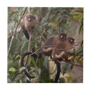 Carreau En Céramique Famille des singes de Marmoset