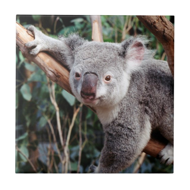 Carreau En Céramique Featherdale Wildlife Park, Koala Bears (Devant)
