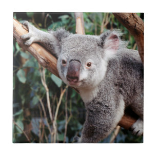 Carreau En Céramique Featherdale Wildlife Park, Koalas