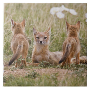 Carreau En Céramique Femelle du renard véloce (Vulpes velox) jeune à