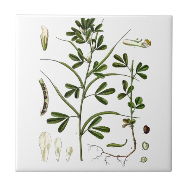 Carreau En Céramique Fenugrec (Devant)