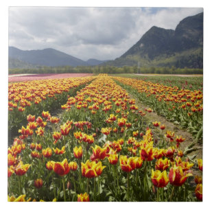 Carreau En Céramique Ferme de tulipes près d'Agassiz, Colombie-Britanni