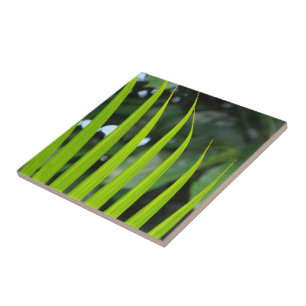 Carreau En Céramique Feuille de palmier Areca