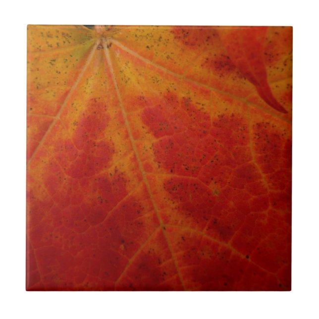 Carreau En Céramique Feuille d'érable rouge Abstraite Automne Photograp (Devant)