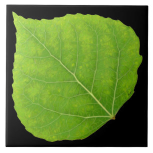 Carreau En Céramique Feuille verte #11 d'Aspen