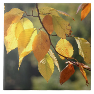 Carreau En Céramique Feuilles d'automne Carrelage en céramique