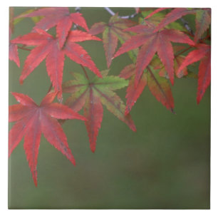 Carreau En Céramique Feuilles d'érable, Katsura, Kyoto, Japon