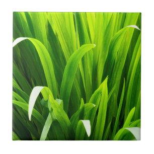 Carreau En Céramique Feuilles rétroéclairés dans le jardin