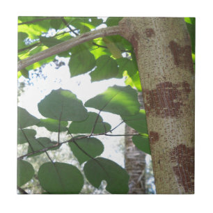 Carreau En Céramique feuilles vertes et tronc d'arbre avec une écorce f