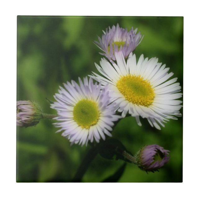 Carreau En Céramique Fleabane sauvage Fleurs de marais Nature (Devant)