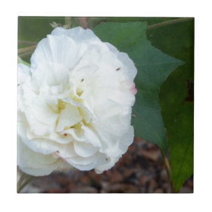 Carreau En Céramique fleur blanche d'hibiscus mutabilis