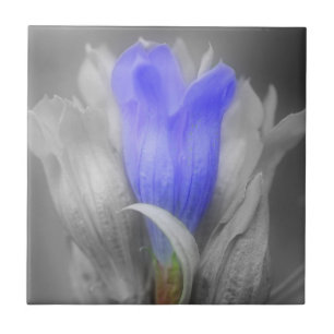 Carreau En Céramique Fleur bleue de gentiane en noir et blanc
