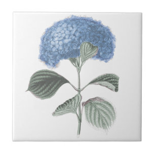 Carreau En Céramique Fleur bleue renversante d'hortensia
