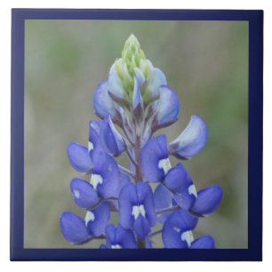 Carreau En Céramique Fleur Bluebonnet simple