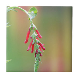 Carreau En Céramique Fleur d'ananas