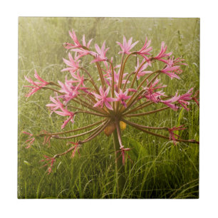 Carreau En Céramique Fleur de candélabre (Brunsvigia Radulosa)