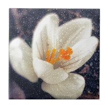 Fleur de crocus Rainy Day
